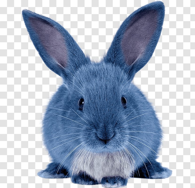 Domestic Rabbit Hare Angora Holland Lop - Whiskers - In The Sky Transparent PNG