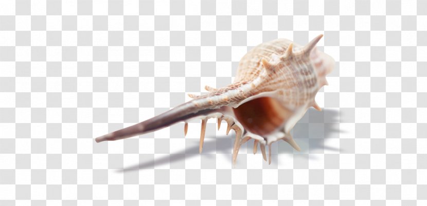 Drop Sea Download - Snails And Slugs - Conch Pictures Transparent PNG