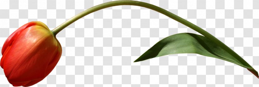 Tulip Cut Flowers Plant Stem Bud Transparent PNG
