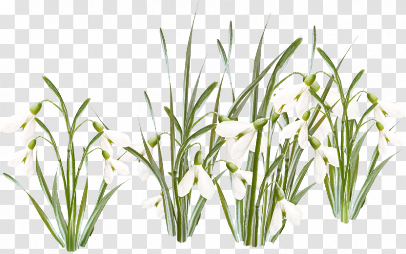 Plant Grass Flower Grass Family Leaf Transparent PNG