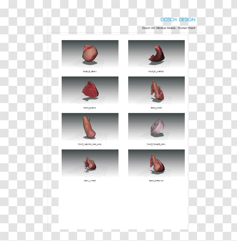 Shoe Brand - Anatomy Of Skin Transparent PNG