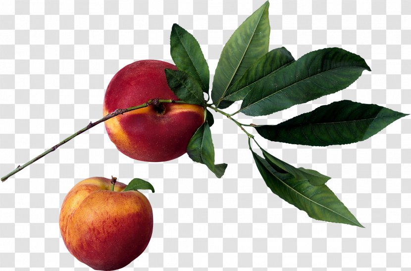 Nectarine Iran Fruit - Food - Peach Image Transparent PNG