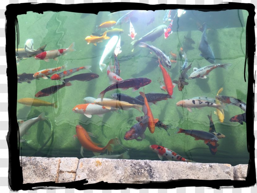 Koi Aquariums Fish Pond Ecosystem - Feeder - Painting Transparent PNG