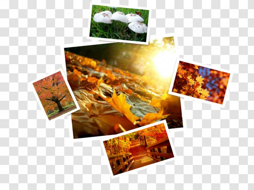Collage Autumn Leaves Transparent PNG