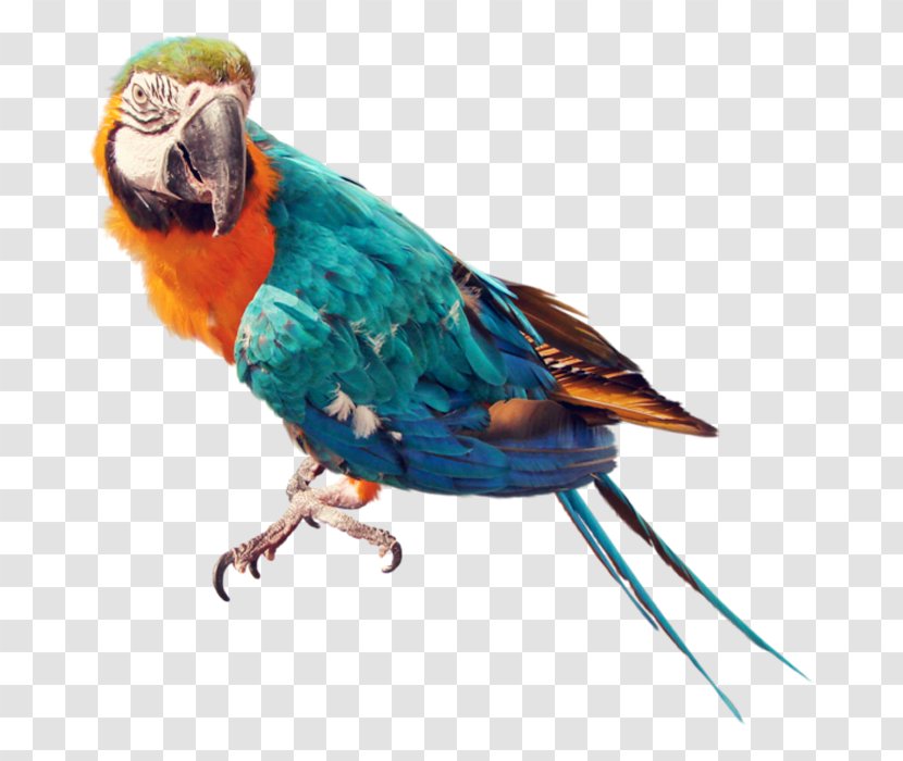 Parrots Of New Guinea Bird Columbidae - Macaw - Parrot Pictures Transparent PNG