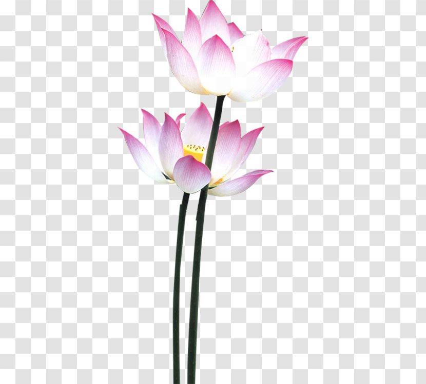White Lily Flower - Plant Stem - Perennial Proteales Transparent PNG