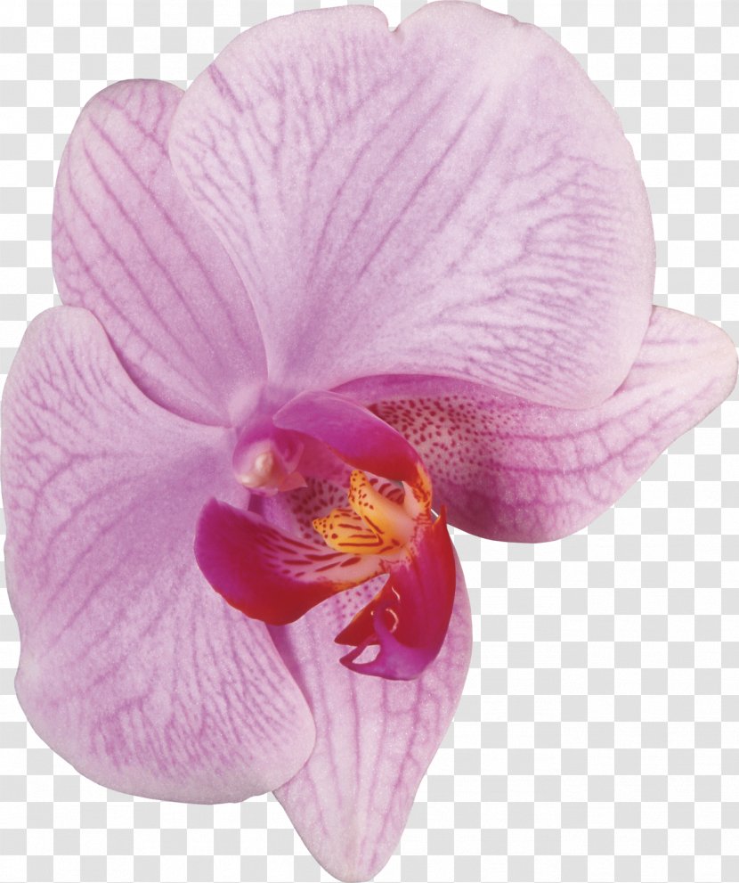 Moth Orchids Cattleya Violet - Pink Flowers Transparent PNG