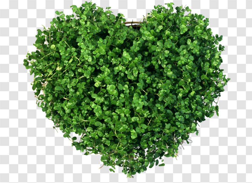 Heart Plant Green Sabze - Yellow - Love The Natural Environment Transparent PNG