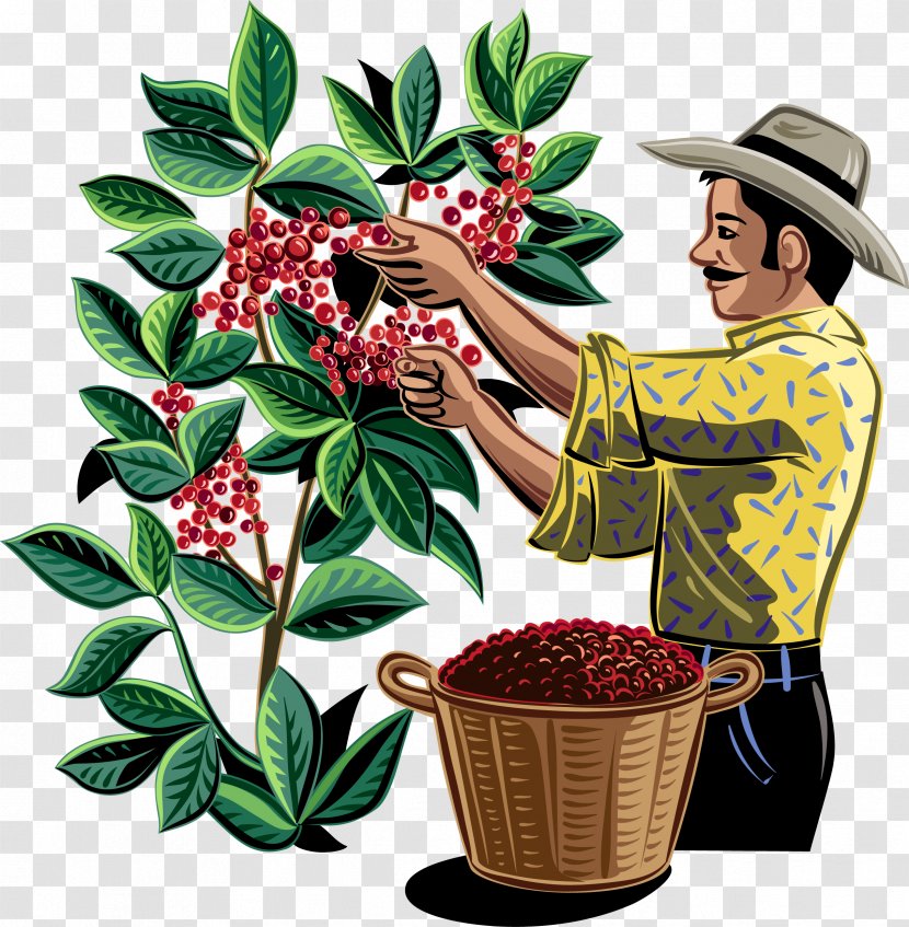 Coffee Bean Plantation Drink - Plant Transparent PNG