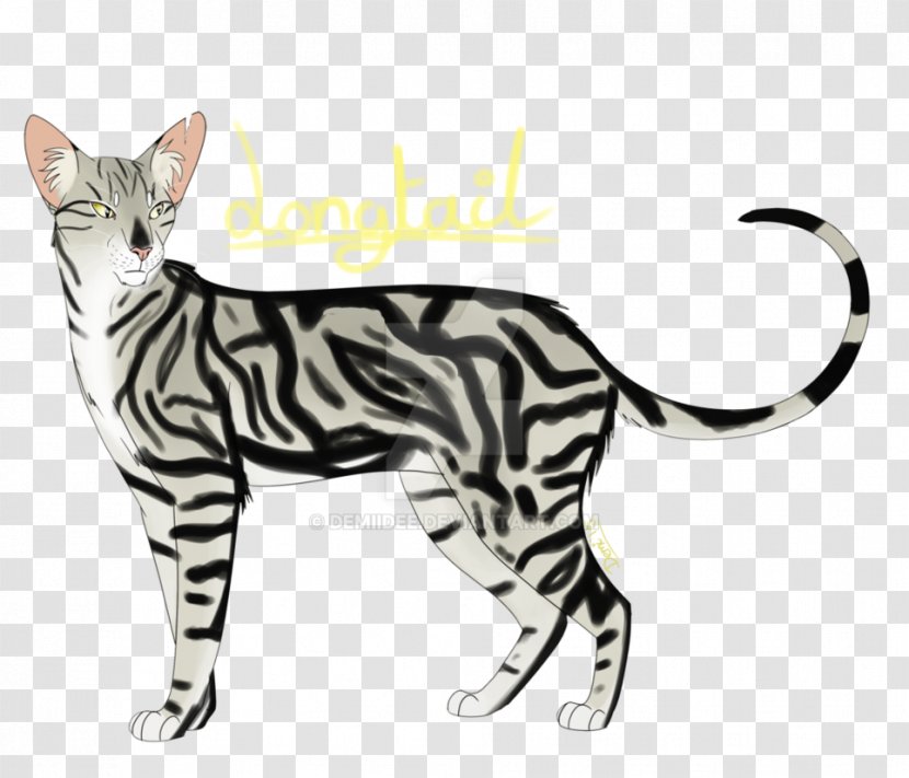American Shorthair California Spangled Toyger Bengal Cat Sokoke - Wildcat - Oriental Transparent PNG