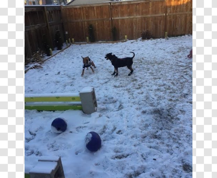 Dog Breed Boxer Sporting Group Misty Creek Drive Snow - Like Mammal Transparent PNG