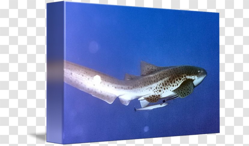 Tiger Shark Requiem Sharks Marine Biology - Fish - Leopard Transparent PNG
