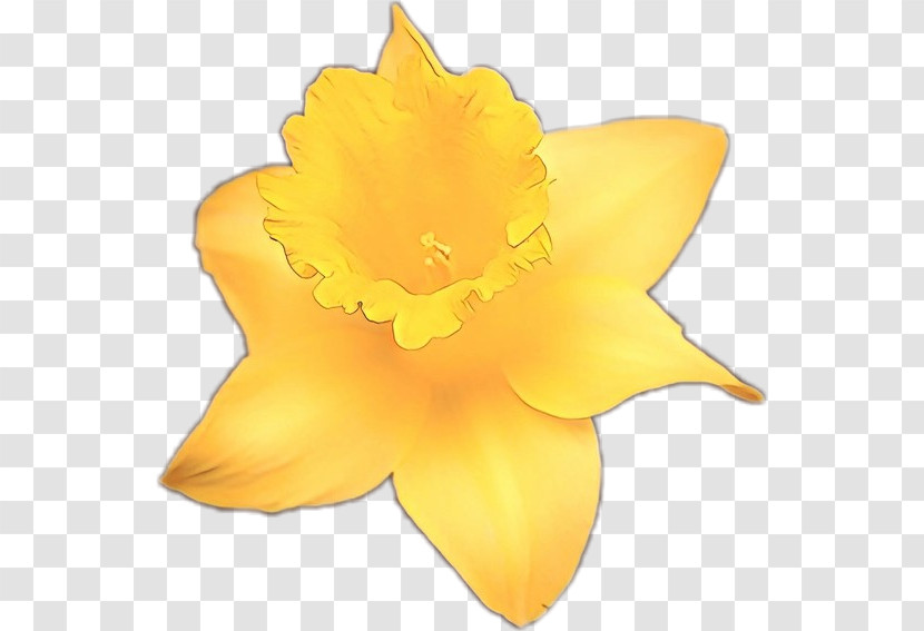 Yellow Petal Plant Leaf Flower Transparent PNG