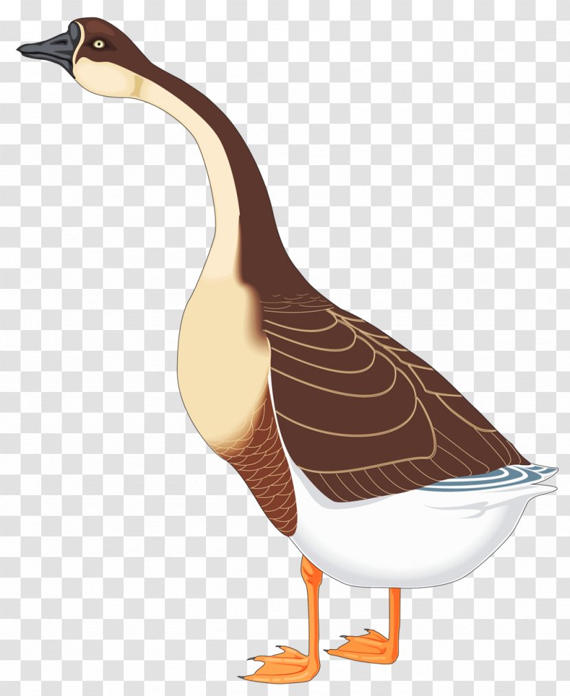 Chinese Goose Bird Duck - Neck Transparent PNG