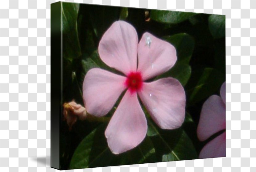 Violet Mallows Periwinkle Catharanthus Roseus - Family Transparent PNG