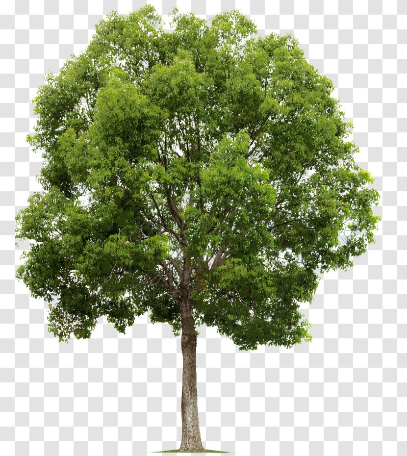 Tree Populus Nigra Alpha Compositing Clip Art - Cottonwood - Pruning Trees Transparent PNG