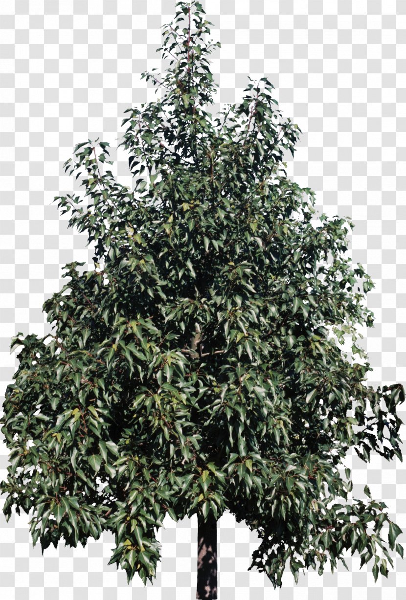 Tree Kurrajong Plant Shrub Catalpa Speciosa - Bush Transparent PNG