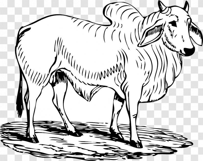 Camargue Cattle Brahman Charging Bull Clip Art - Horn - Graphics Transparent PNG