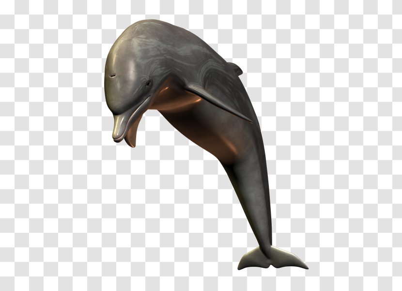 Tucuxi Common Bottlenose Dolphin Short-beaked - Mammal - Delfin Transparent PNG