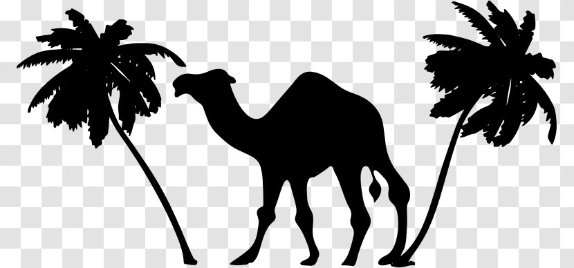 Dromedary Sahara - Camel Like Mammal - Clipart Transparent PNG