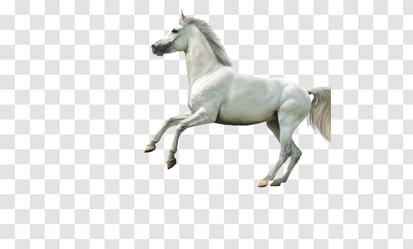 Arabian Horse Highland Pony Stallion White - Jumping Transparent PNG