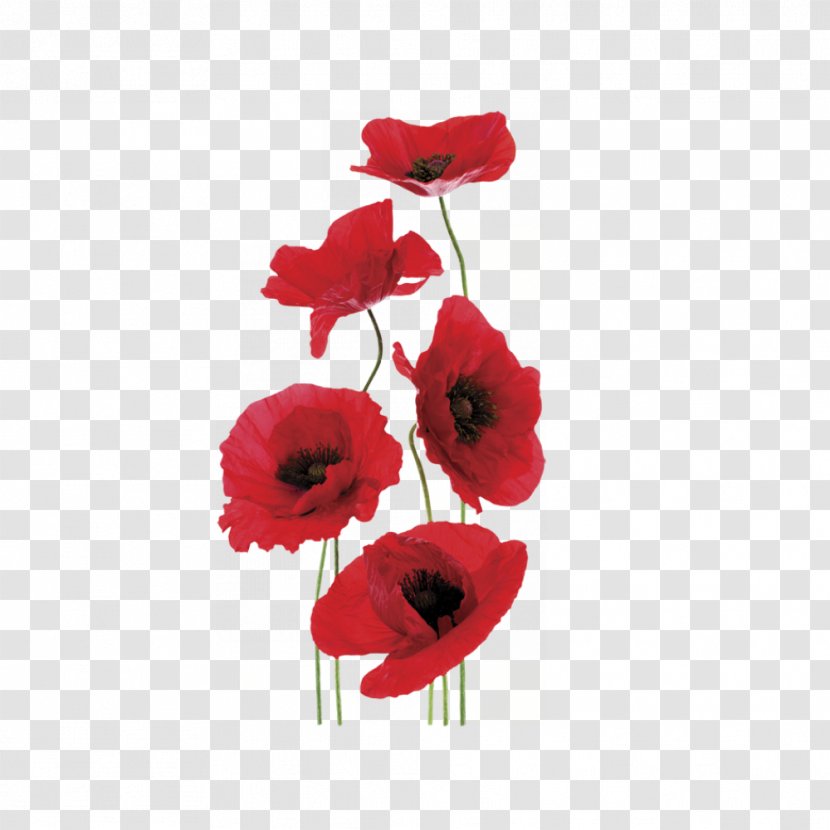 Common Poppy World War I Anzac Day Modern History Syllabus - Petal - Bouquet Poppies Transparent PNG
