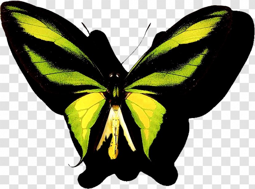 Butterfly Computer File - Moth Transparent PNG