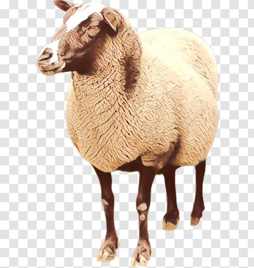 Boer Goat Lincoln Sheep Argali Romney Image - Fawn - Wool Transparent PNG