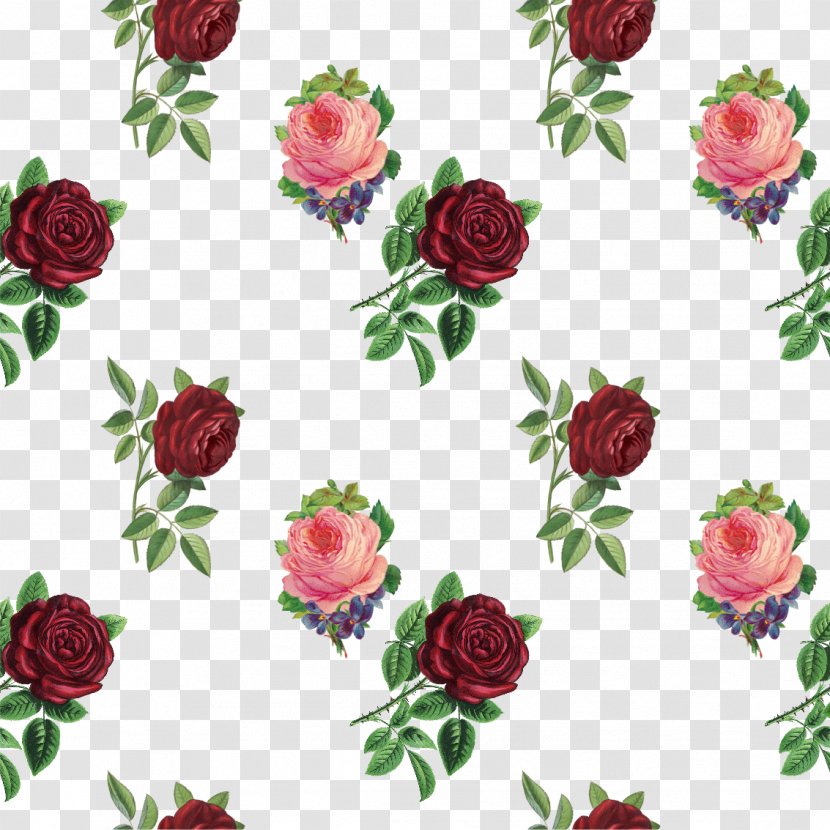 Garden Roses Flower Photography - Floral Design - Vintage Rose Transparent PNG
