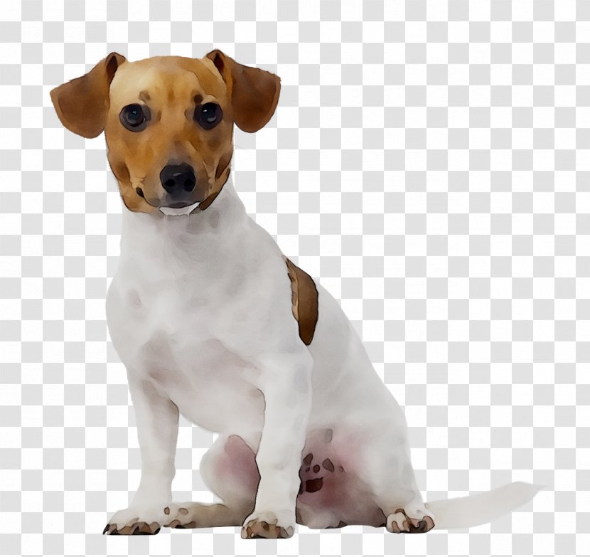 Jack Russell Terrier Pet Sitting Dog Walking Daycare - Carnivore - Parson Transparent PNG