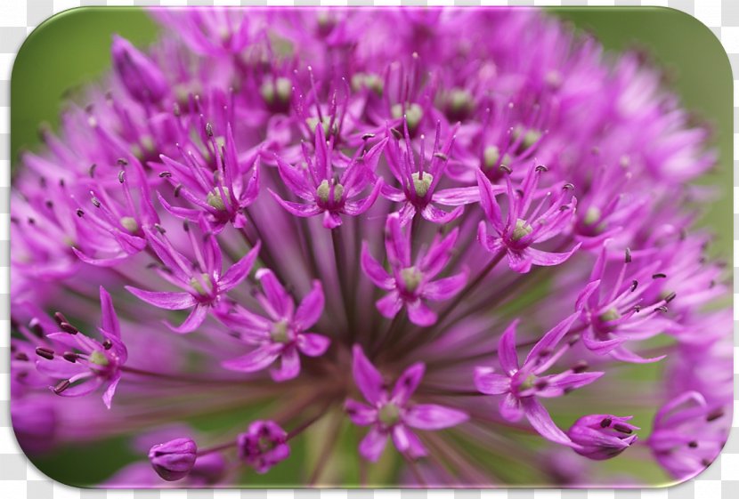 Chives Herbaceous Plant - Biesterfeld Transparent PNG