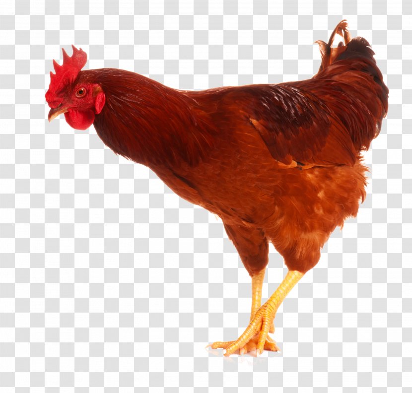 Chicken As Food Rooster Poultry Image - Child Transparent PNG