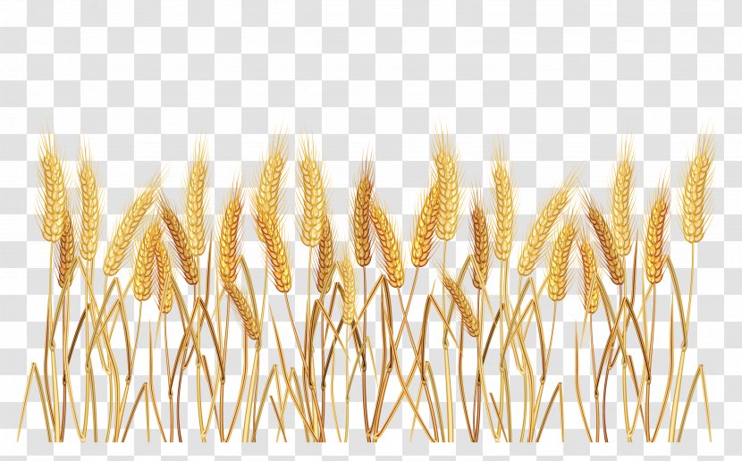 Common Wheat Cereal Clip Art - Emmer - Border Cliparts Transparent PNG