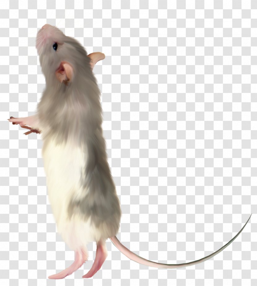 Computer Mouse Rat Fancy - Muroidea - Hamster Transparent PNG