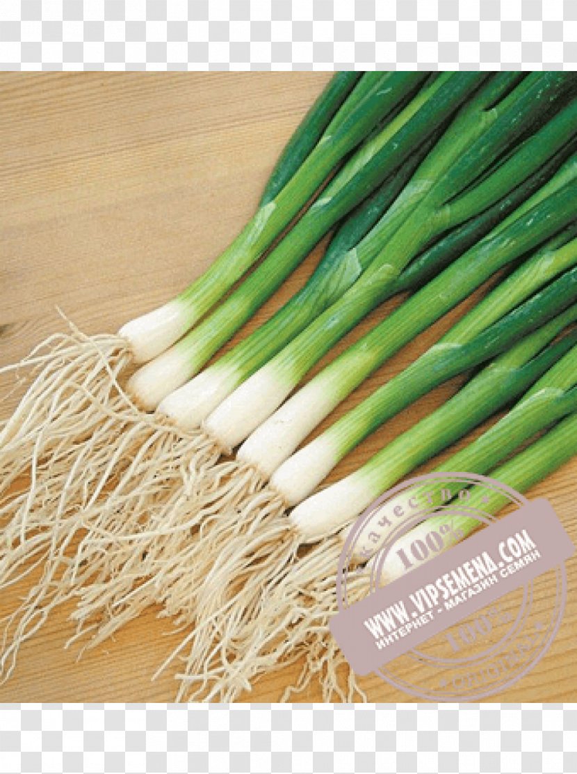 Allium Fistulosum Onion Scallion Seed Cultivar Transparent PNG