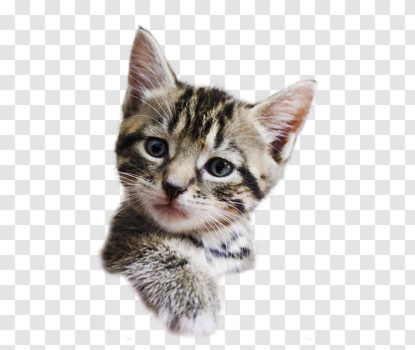 Dragon Li Kitten American Shorthair Wirehair California Spangled - Bengal - Kittens Transparent PNG