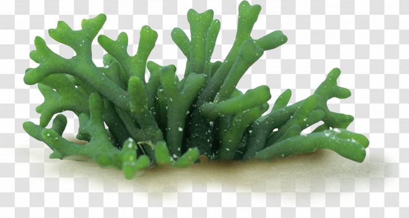 Codium Fragile Algae Seaweed Spirulina - Sea - Coral Transparent PNG