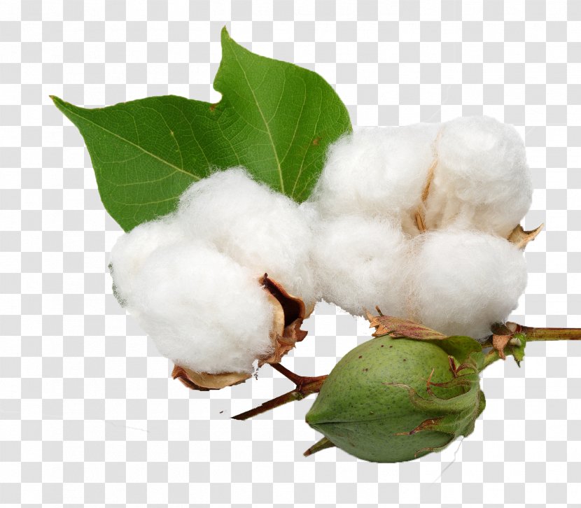 Organic Cotton Cottonseed Oil - Sowing - Washingtonia Transparent PNG
