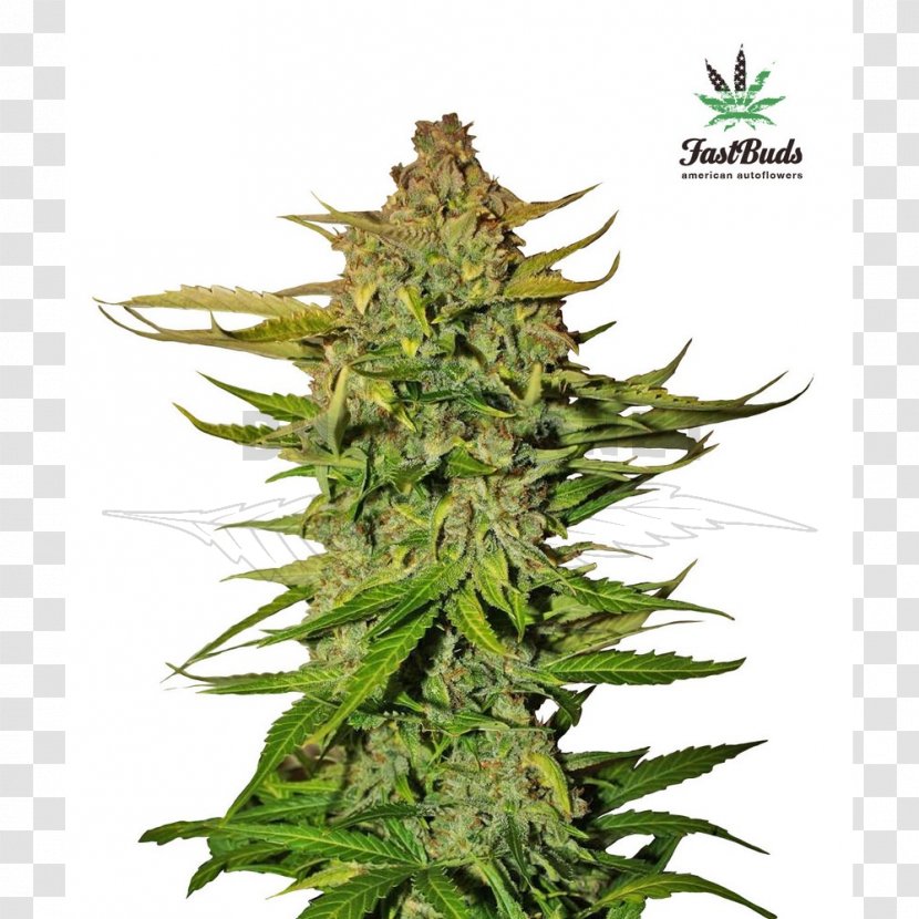 Cannabis Ruderalis Autoflowering Cultivation Northern Lights Seed Bank Transparent PNG