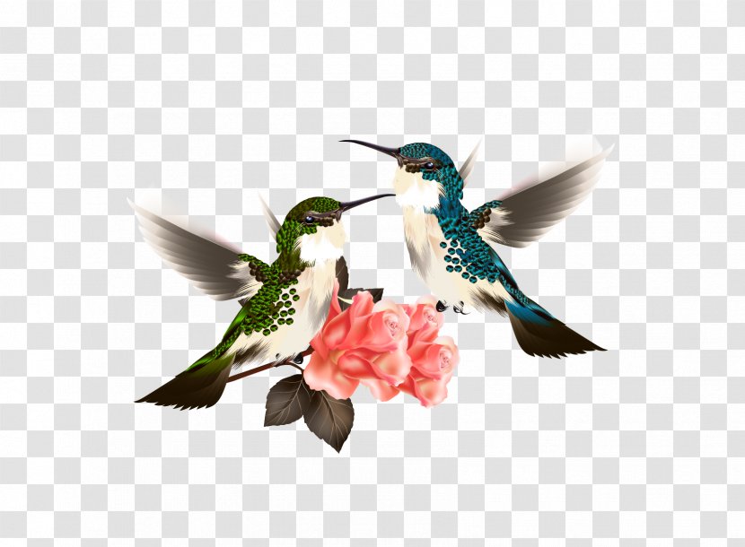 Hummingbird Flower Illustration - Bird - Flowers Transparent PNG