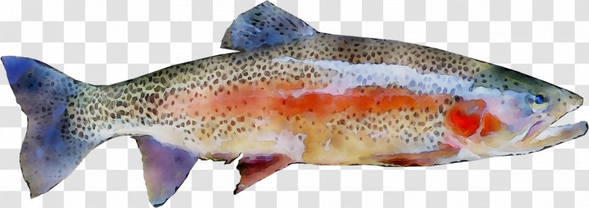 Salmon Rainbow Trout Atlanti Lazac Fish - Sockeye Transparent PNG