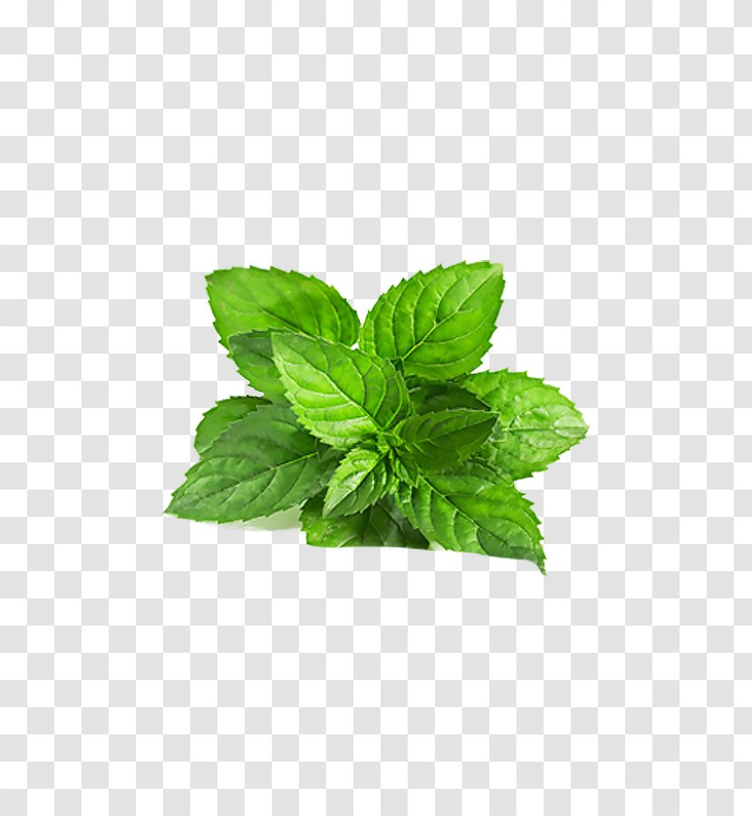 Smoothie Chutney Mentha Arvensis Peppermint Spicata - Basil - Leaves Of Grass,Flowers,decoration,green Transparent PNG