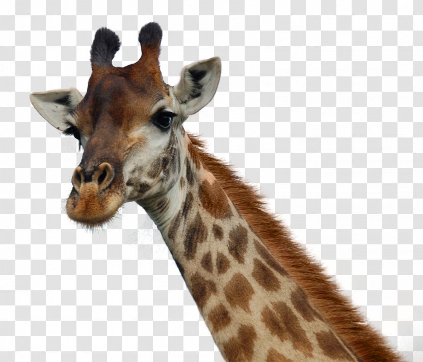 Giraffe House Day Zoo Book - Giraffidae Transparent PNG