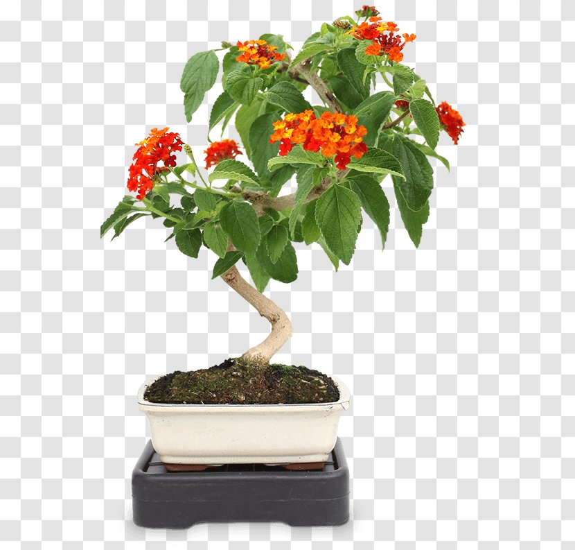 Bonsai Houseplant Zanthoxylum Piperitum Flowerpot Tree - Olea Oleaster Transparent PNG