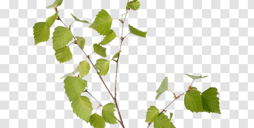 Stock Photography Birch - Leaf Transparent PNG