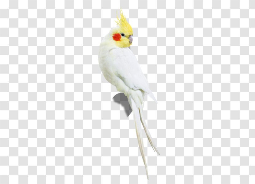 Cockatiel Bird Sulphur-crested Cockatoo Parakeet - Beak - A Parrot Free Pull Material Transparent PNG