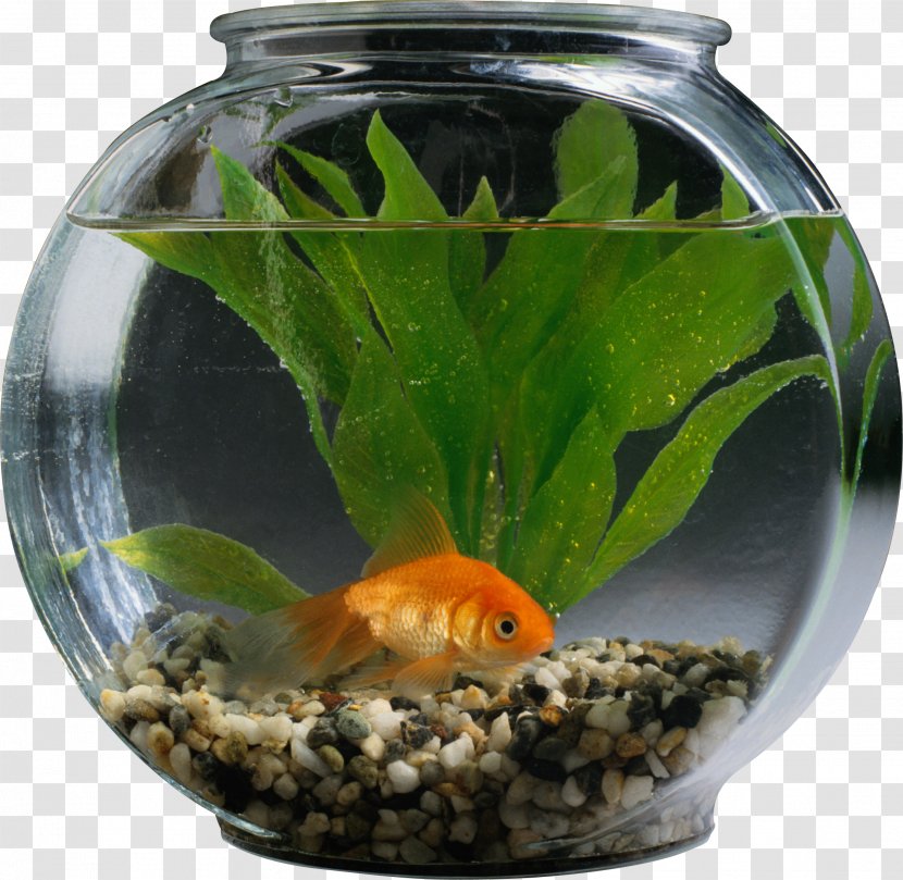 Goldfish Cat Aquarium Pet - Parambassis Ranga Transparent PNG