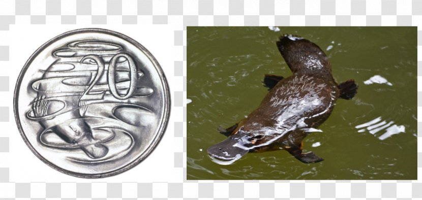 Platypus Australian Twenty-cent Coin Mammal Monotreme Transparent PNG