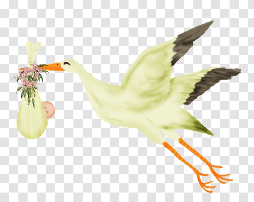 Duck Goose Beak Feather Fauna - Chicken As Food Transparent PNG