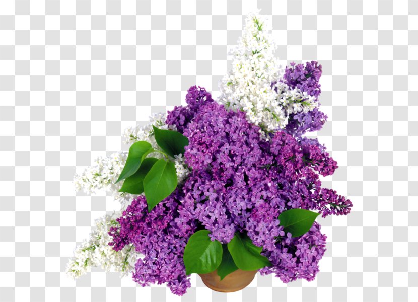 Common Lilac Flower Bouquet Cut Flowers - Garden Roses Transparent PNG